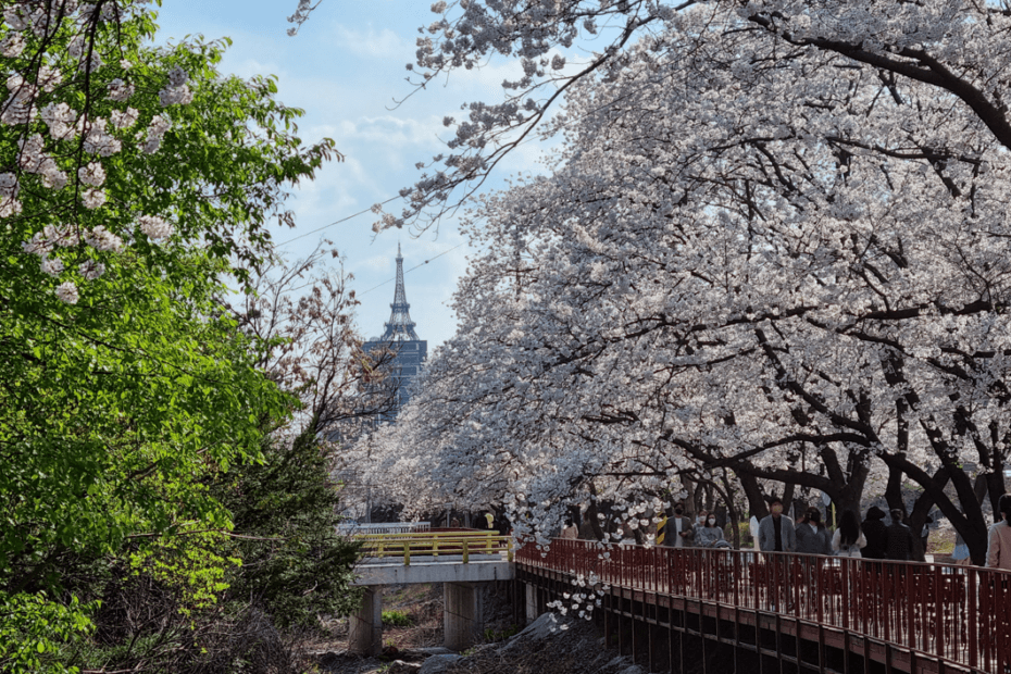 Cherry Blossom Festival 2024 Korea dates
